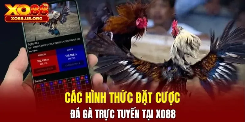 Các hình thức đặt cược đá gà trực tuyến tại XO88
